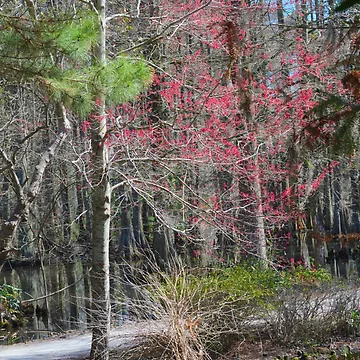 Artwork thumbnail, Spring! by AlixCollins