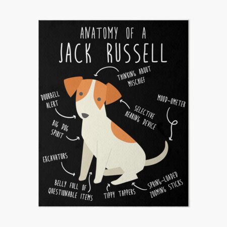 Jack russell outlet items