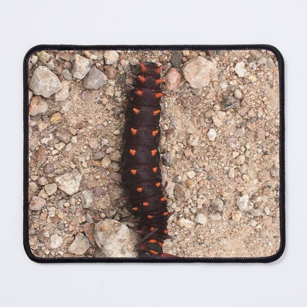 Item preview, Alebrije real caterpillar on stones designed and sold by RDLT.