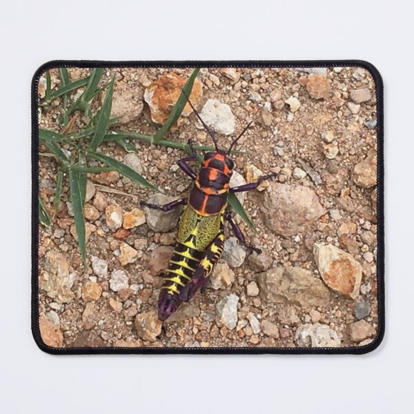 Item preview, Real Alebrije cricket  designed and sold by RDLT.