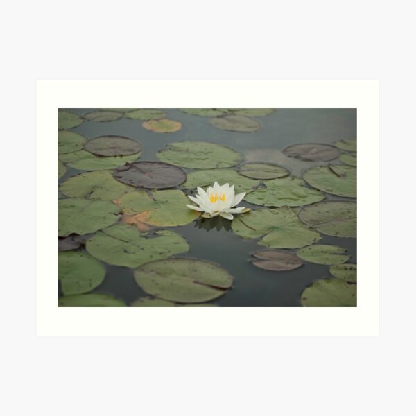 Lilly Art Print