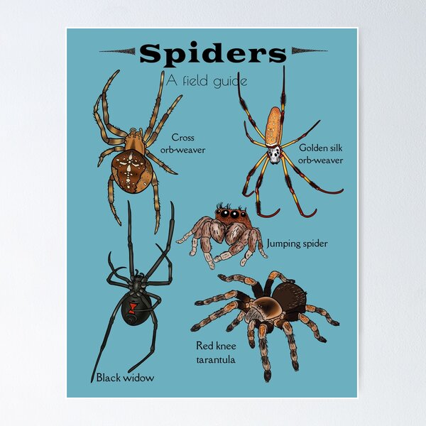 Item preview, Spiders: a field guide designed and sold by Desertspiceart.