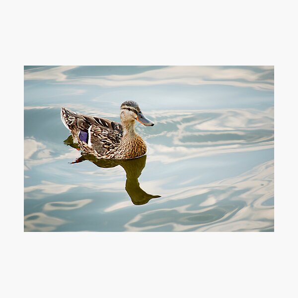 Duck Photographic Print