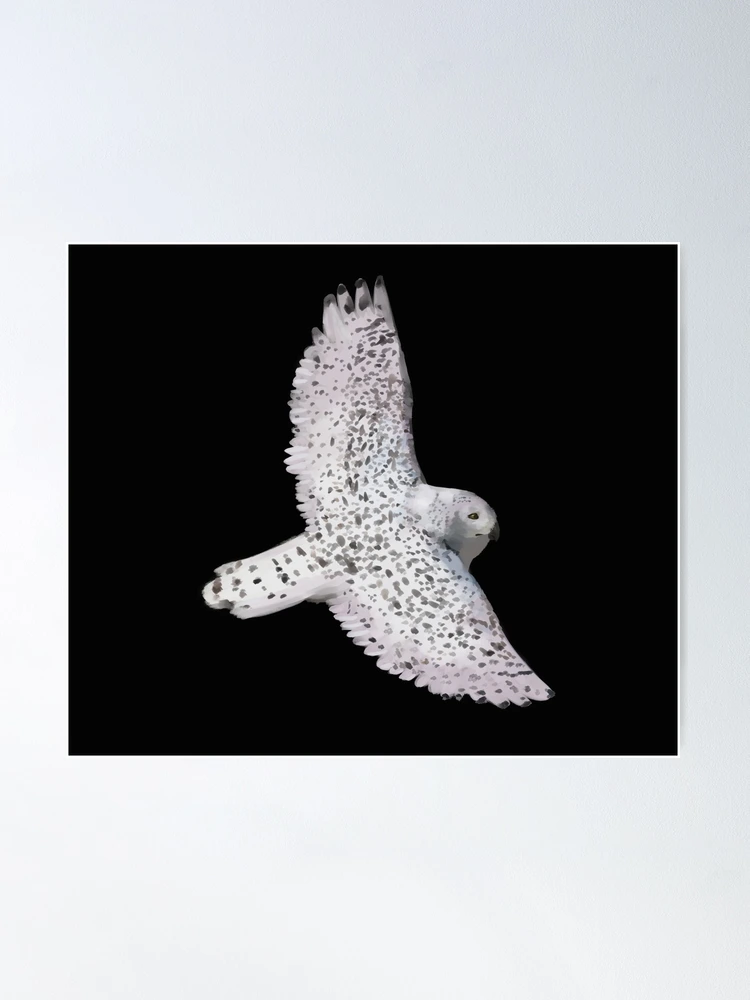 Snowy owl flying