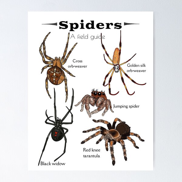 #bubble #spider #nature #desert #awesome Poster