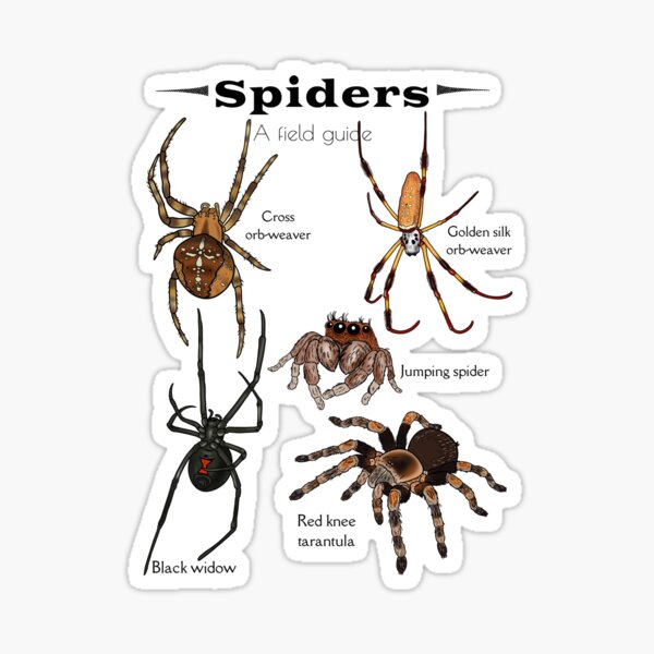 Item preview, Spiders: a field guide designed and sold by Desertspiceart.