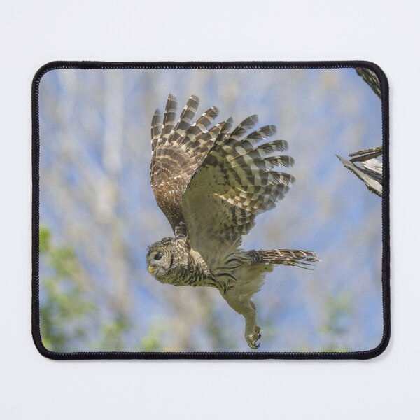 Item preview, Formidable Fangs of a Mama Barred Owl designed and sold by Puttaswamy Ravishankar.