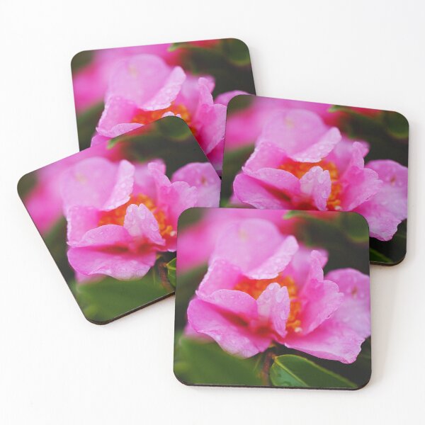 Item preview, Rain On Camellia Sasanqua Bloom designed and sold by Joy Watson - Natural Light Photography .