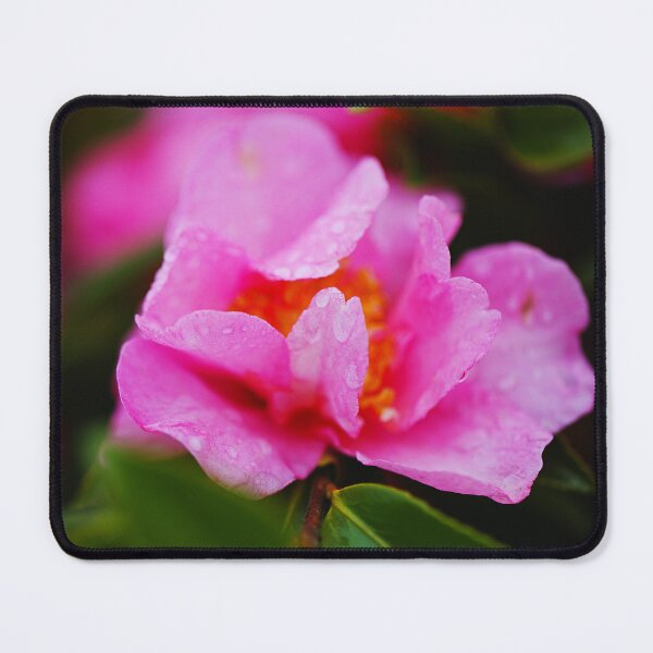 Item preview, Rain On Camellia Sasanqua Bloom designed and sold by Joy Watson - Natural Light Photography .