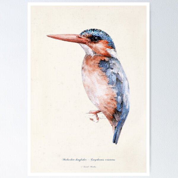 Kingfisher Color Splashed Digital Painting, Water Color Style