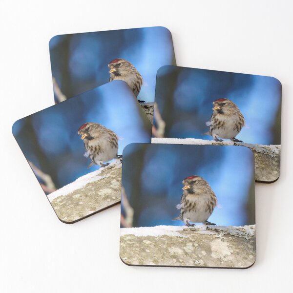 Item preview, The brave one. Mealy redpoll designed and sold by Jouko Lehto Photography.