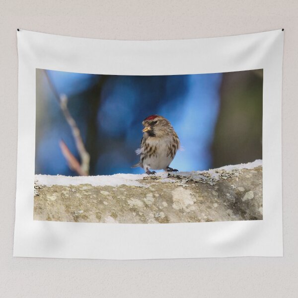 Item preview, The brave one. Mealy redpoll designed and sold by Jouko Lehto Photography.