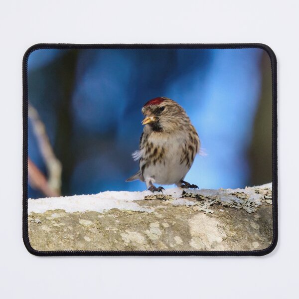Item preview, The brave one. Mealy redpoll designed and sold by Jouko Lehto Photography.