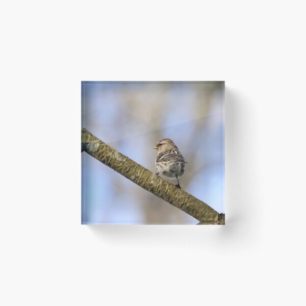 Item preview, Standing strong. Mealy redpoll designed and sold by Jouko Lehto Photography.