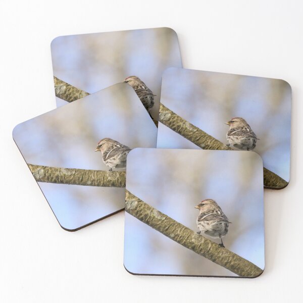 Item preview, Standing strong. Mealy redpoll designed and sold by Jouko Lehto Photography.