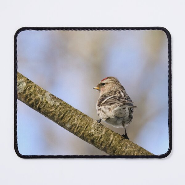 Item preview, Standing strong. Mealy redpoll designed and sold by Jouko Lehto Photography.