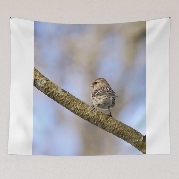 Item preview, Standing strong. Mealy redpoll designed and sold by Jouko Lehto Photography.