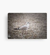 Gull on the rocks Metal Print