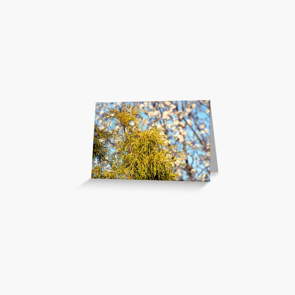 Golden Mop over Bradford Pear in Early Spring. Greeting Card