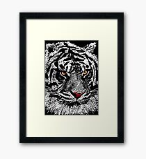 White albino tiger Framed Print