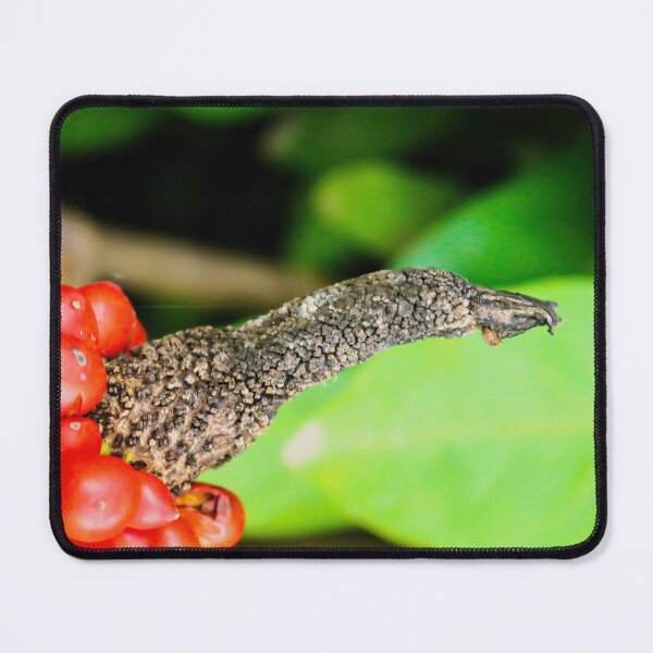 Item preview, Birds beak designed and sold by kall3bu.