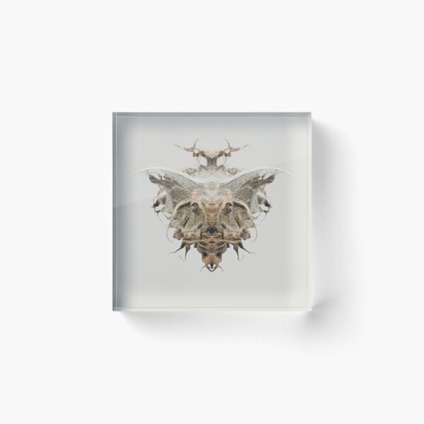 Item preview, Entomology - Insects - Bugs - Specimens of the Future - ENT No. 2521 designed and sold by Wendy Farrow.