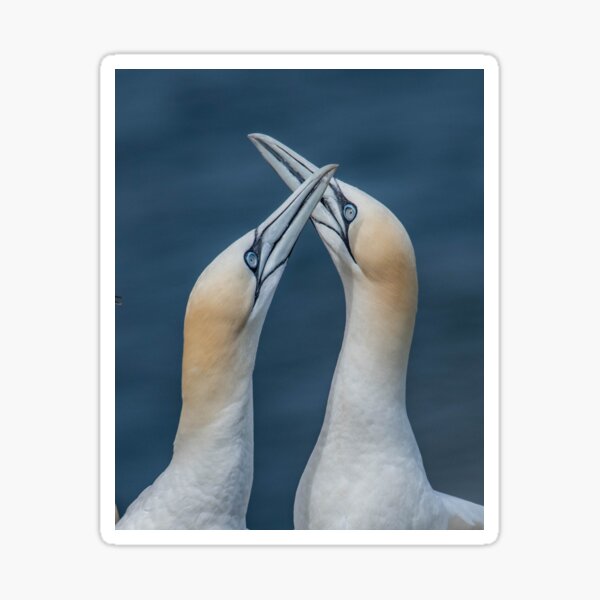 Aperçu de l'œuvre Oiseaux d'amour de fou de Bassan. créée et vendue par JoHackman.