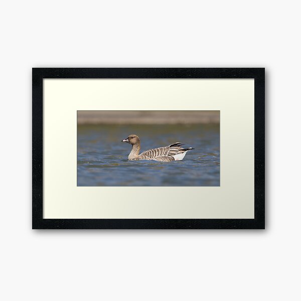 Item preview, Pink Footed Goose designed and sold by LaurenTucker.