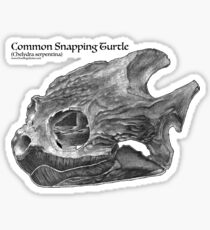 Common Snapping Turtle Skull Sticker