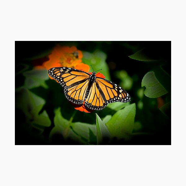 Monarch Butterfly Photographic Print
