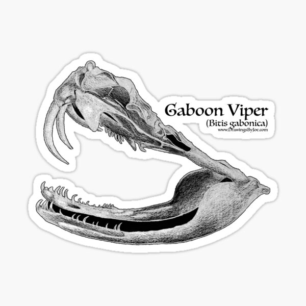 Gaboon Viper Skull Sticker