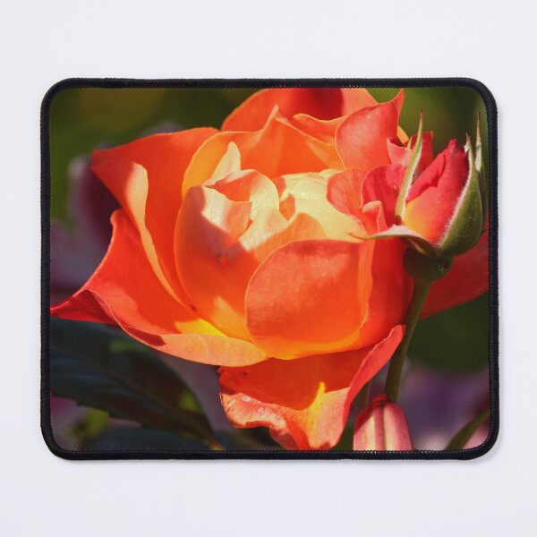 Item preview, A rose in the sunshine colorful floral vertical nature lovers designed and sold by eddiebarronshop.