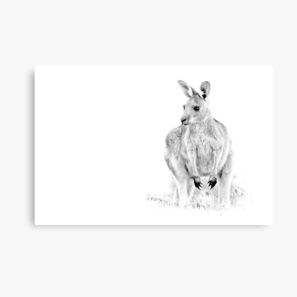 joey Canvas Print