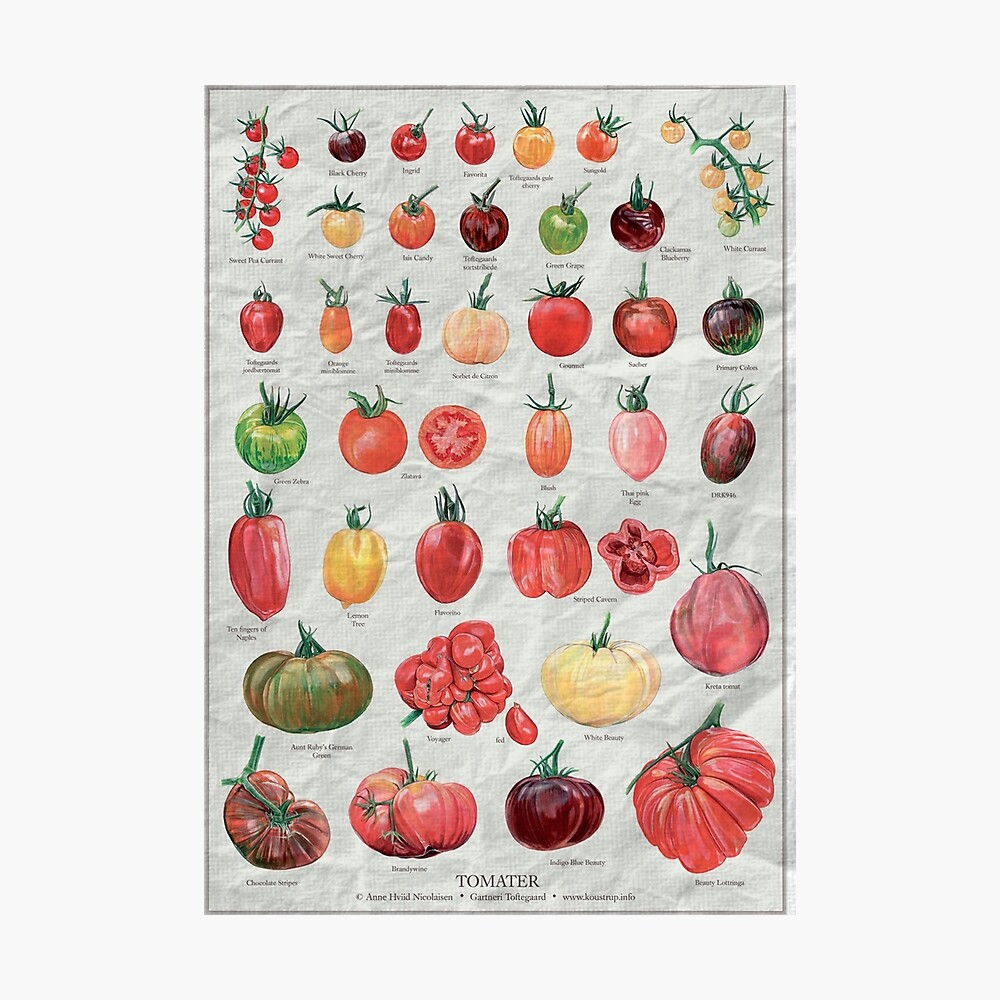 Tomato chart Poster
