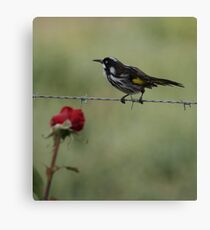 New Holland Honeyeater Canvas Print