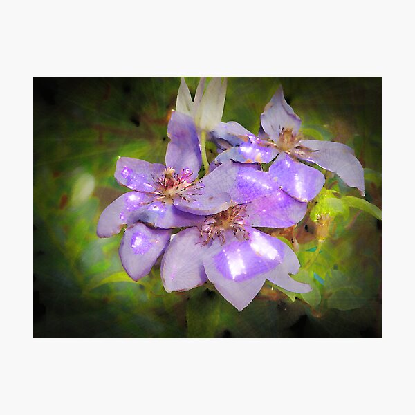 Sparkling Magic Photographic Print
