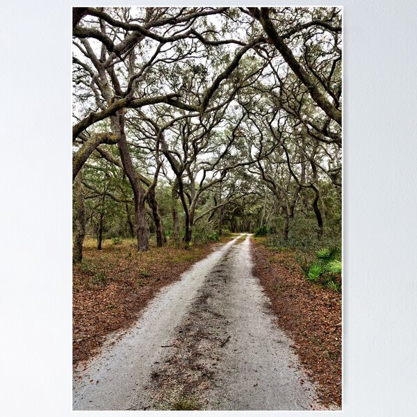 Item preview, Forest Road Through A Tangled Oak Canopy 2 designed and sold by jtrommer.