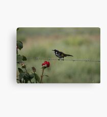 New Holland Honeyeater ready to fly Canvas Print