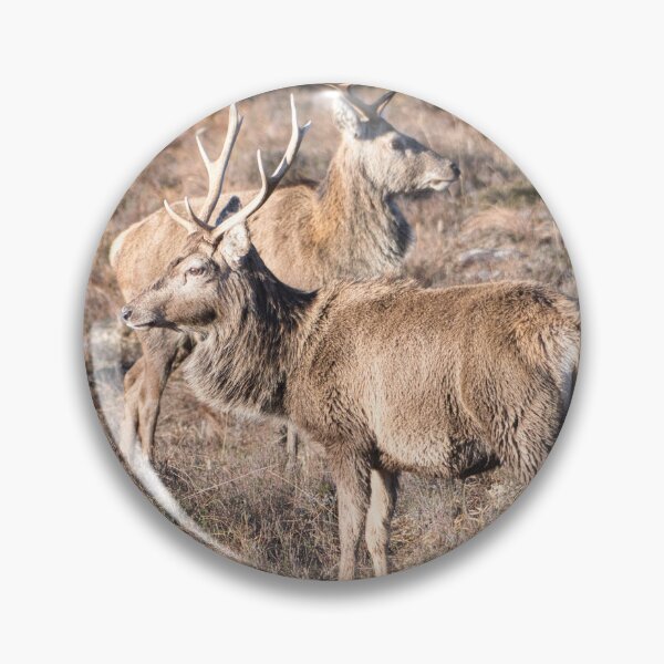 Item preview, Scottish Red deer designed and sold by Derren Jones.