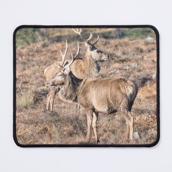 Item preview, Scottish Red deer designed and sold by Derren Jones.