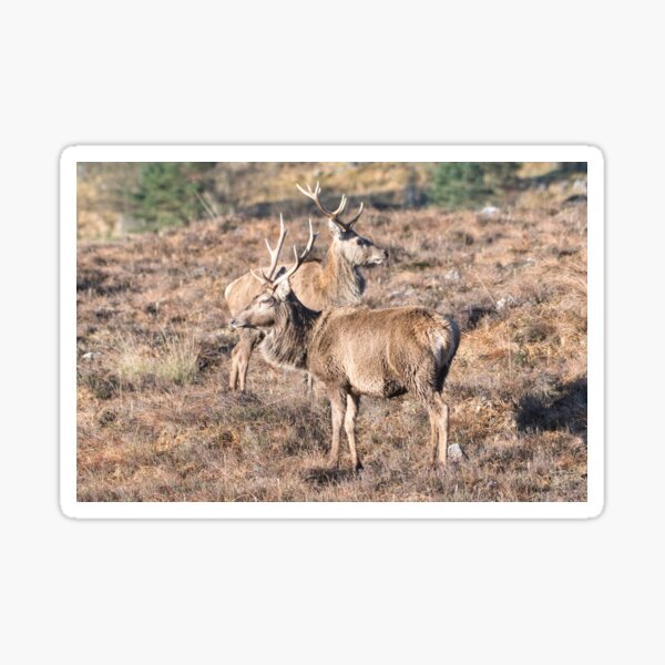 Item preview, Scottish Red deer designed and sold by Derren Jones.
