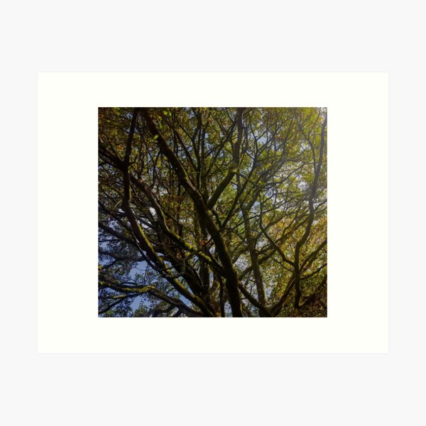 Item preview, Treetop designed and sold by VelesPhoto.