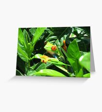 Red Eyed Tree Frog Greeting Card