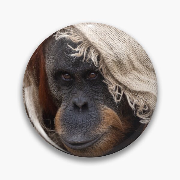 Artikelvorschau, Sumatra-Orang-Utan bereit fürs Bett entworfen und verkauft von EDHPhotography.