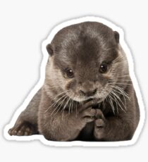Otter Sticker
