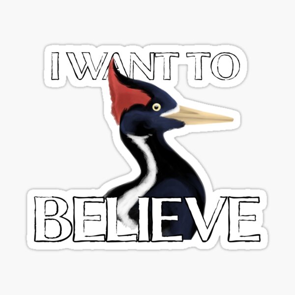 Item preview, Ivory Billed Woodpecker Believer designed and sold by PteriGrus.