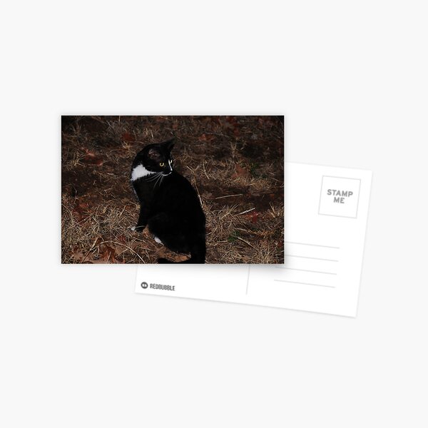 Whats That? Postcard