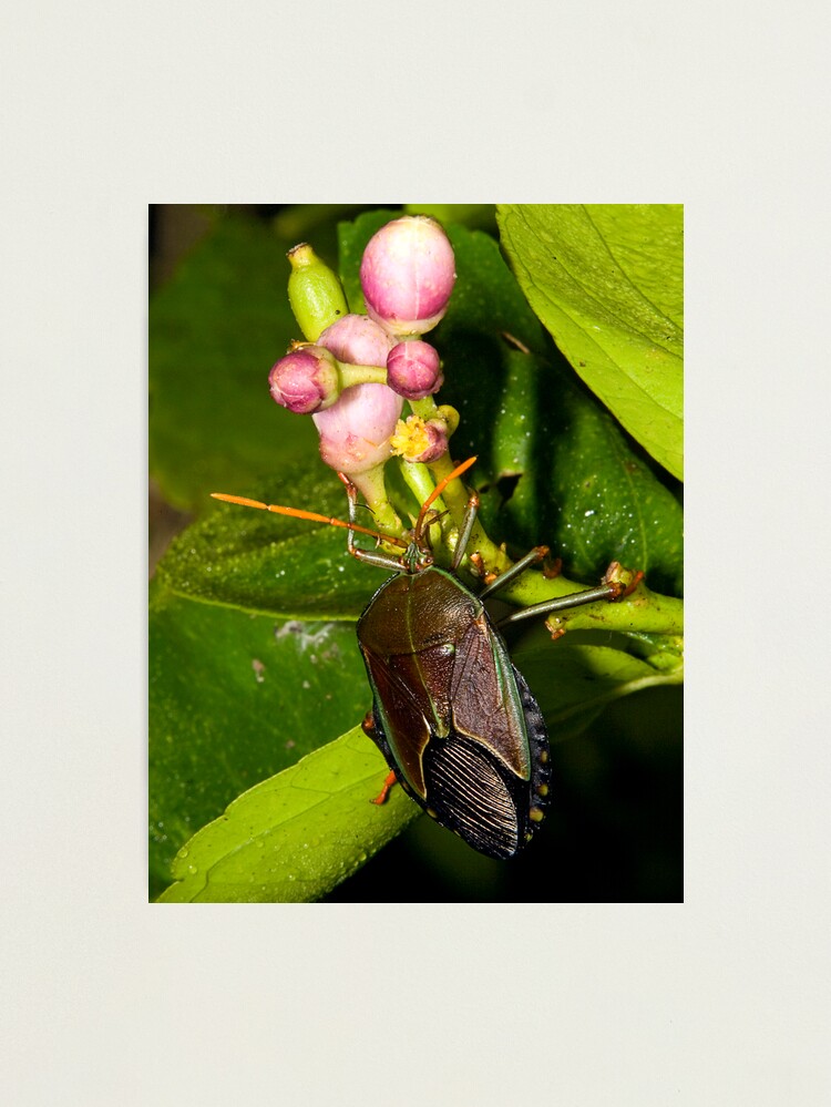 Photographic Print, Shield Bug designed and sold by Richard  Windeyer