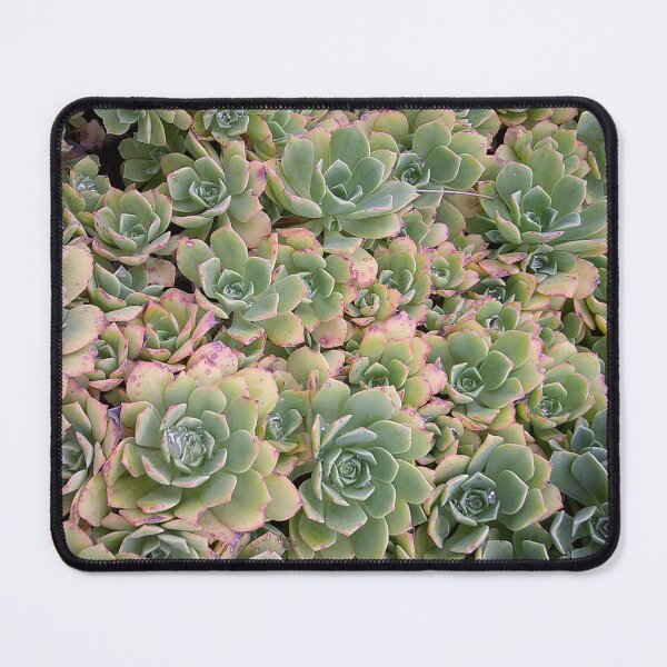 Item preview, Cactus Flowers designed and sold by Jam-B-Designs.
