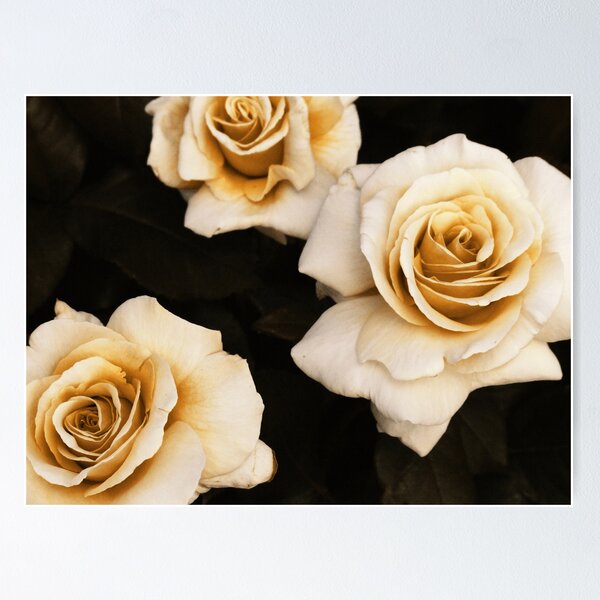 Item preview, Antique Roses designed and sold by AlisonOneL.